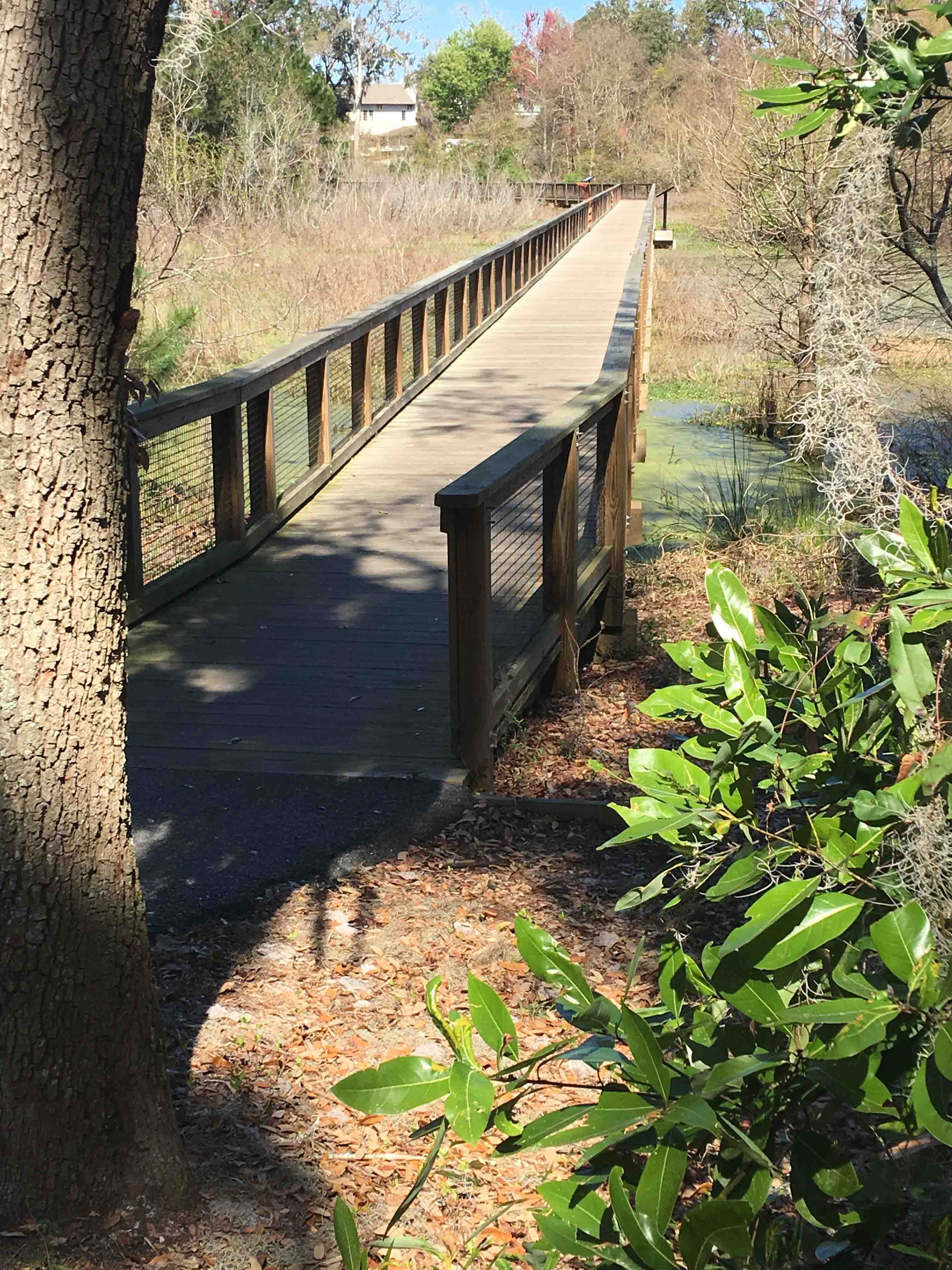 Wooden walkway across wetlands