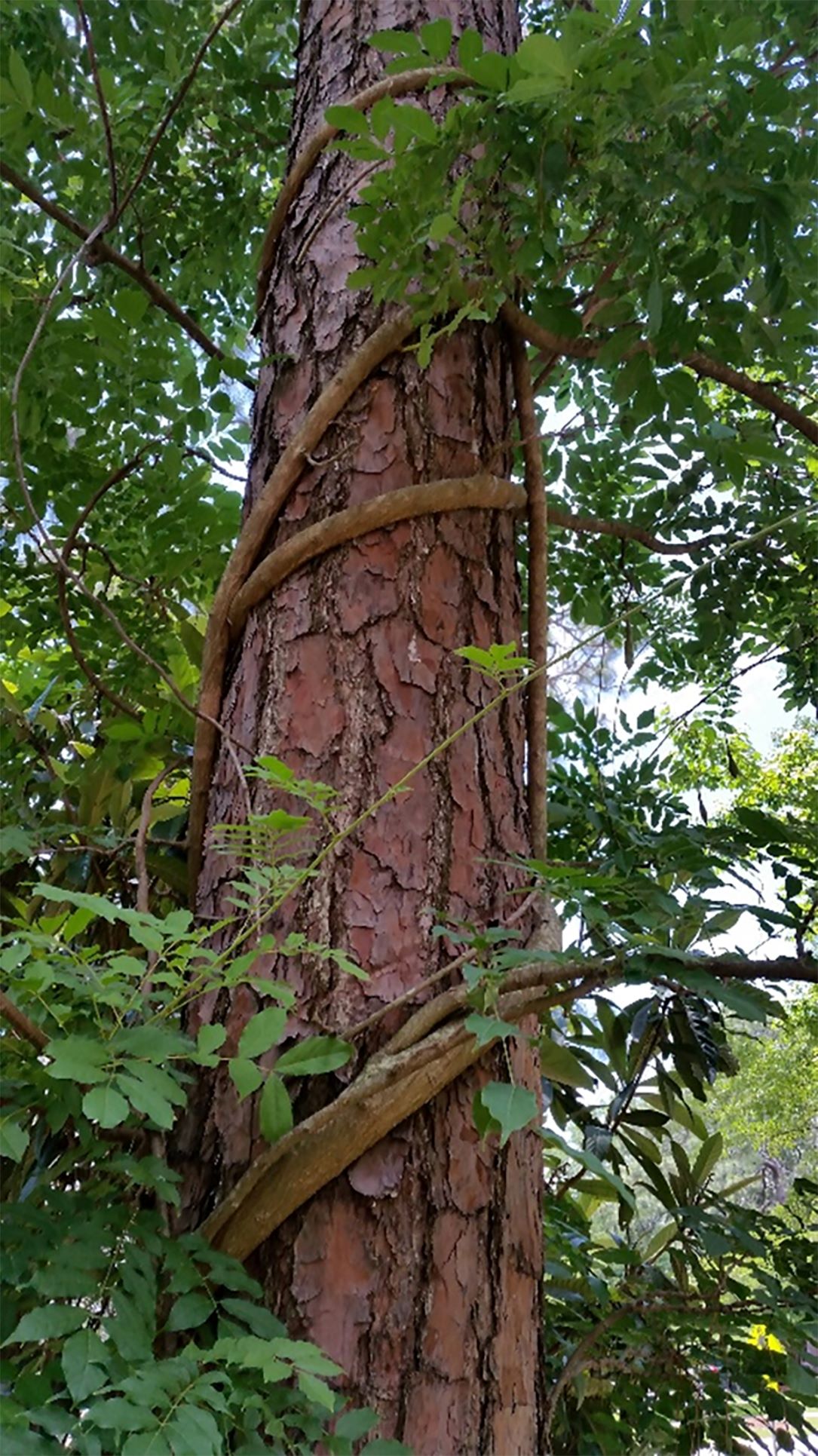 Stopping Urban Invasive Plants MASC