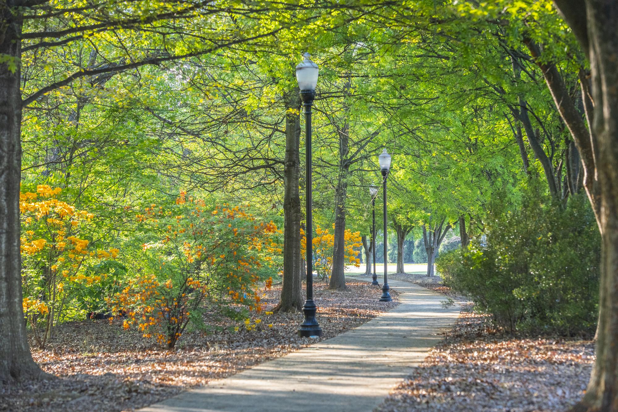 The City of Clemson has had a public tree ordinance for decades  and is home to more than 300 acres of  green space, including Gateway Park.  Photo: Ken Scar.