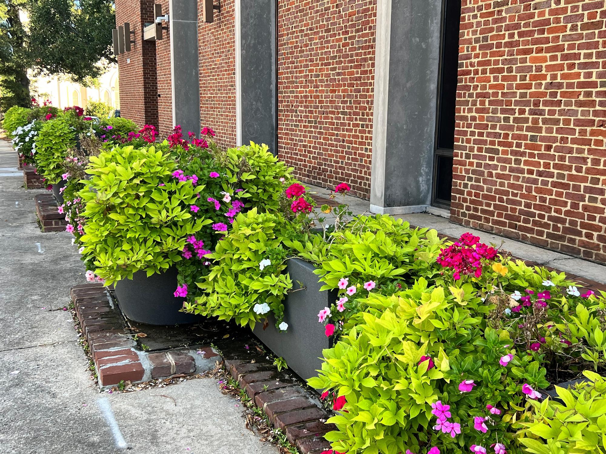 The City of Columbia's focus on planters has included those  it maintains on Main Street. Photo: Amy Wright.
