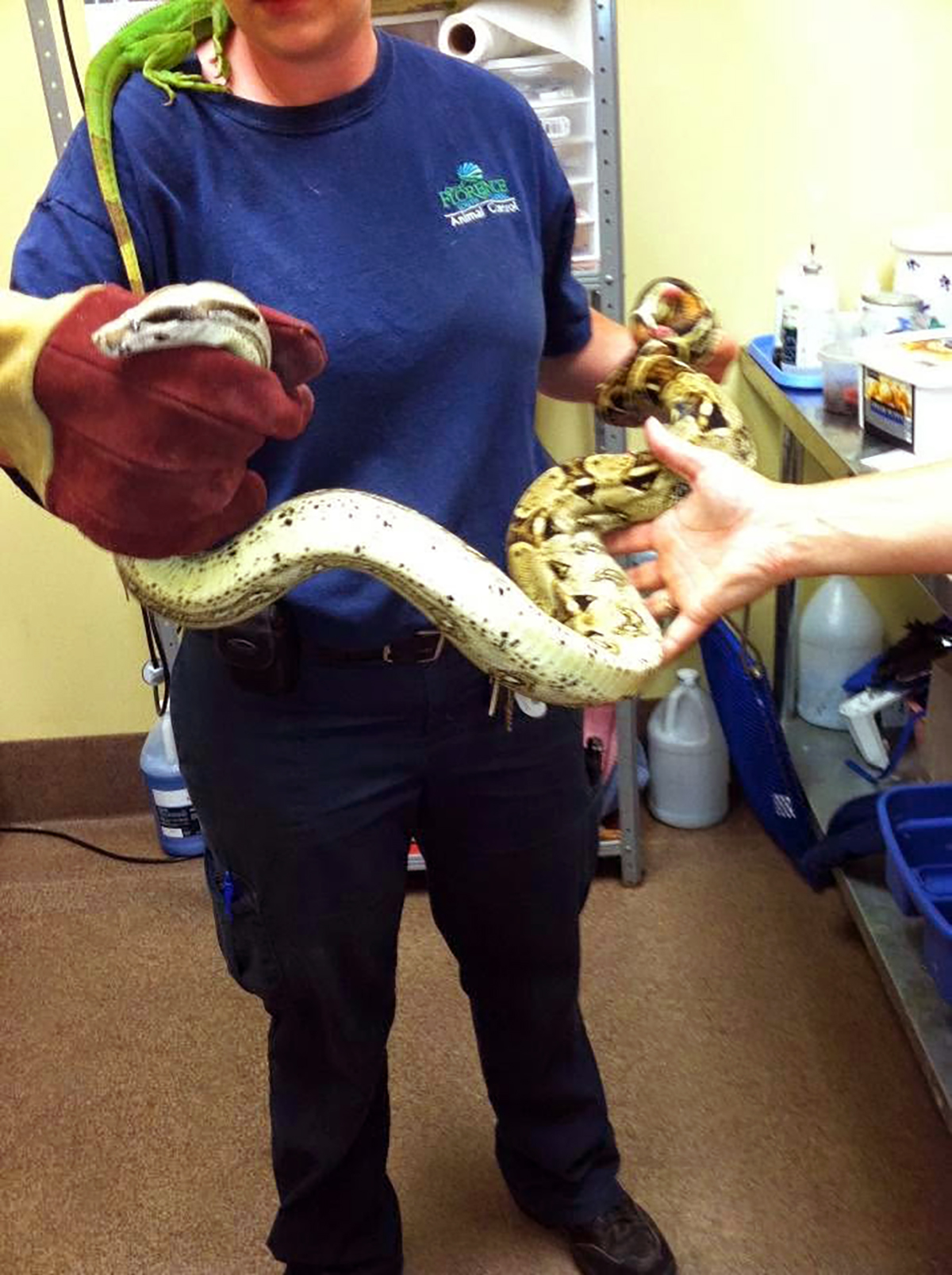 Red-tailed boas and an iguana are among the more unusual animals handled and rehomed through Florence’s animal shelter. Photo: City of Florence.